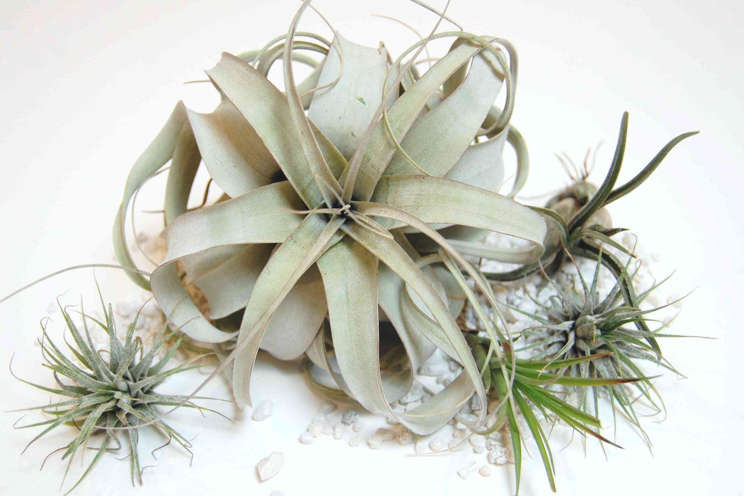 Air Plants