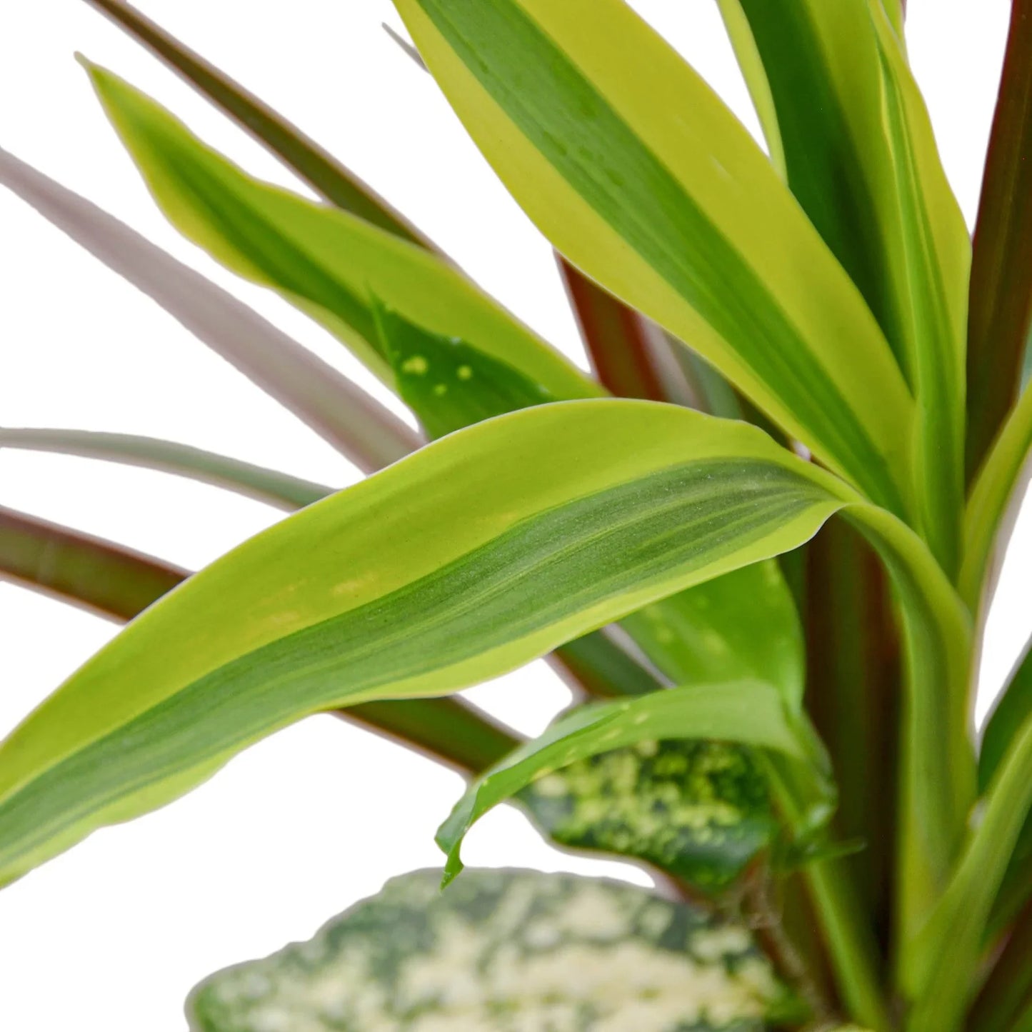 Dracaena 'Combo'