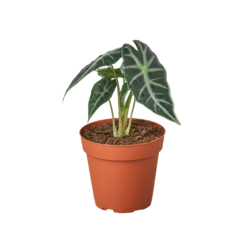 Alocasia Amazonica 'Bambino'