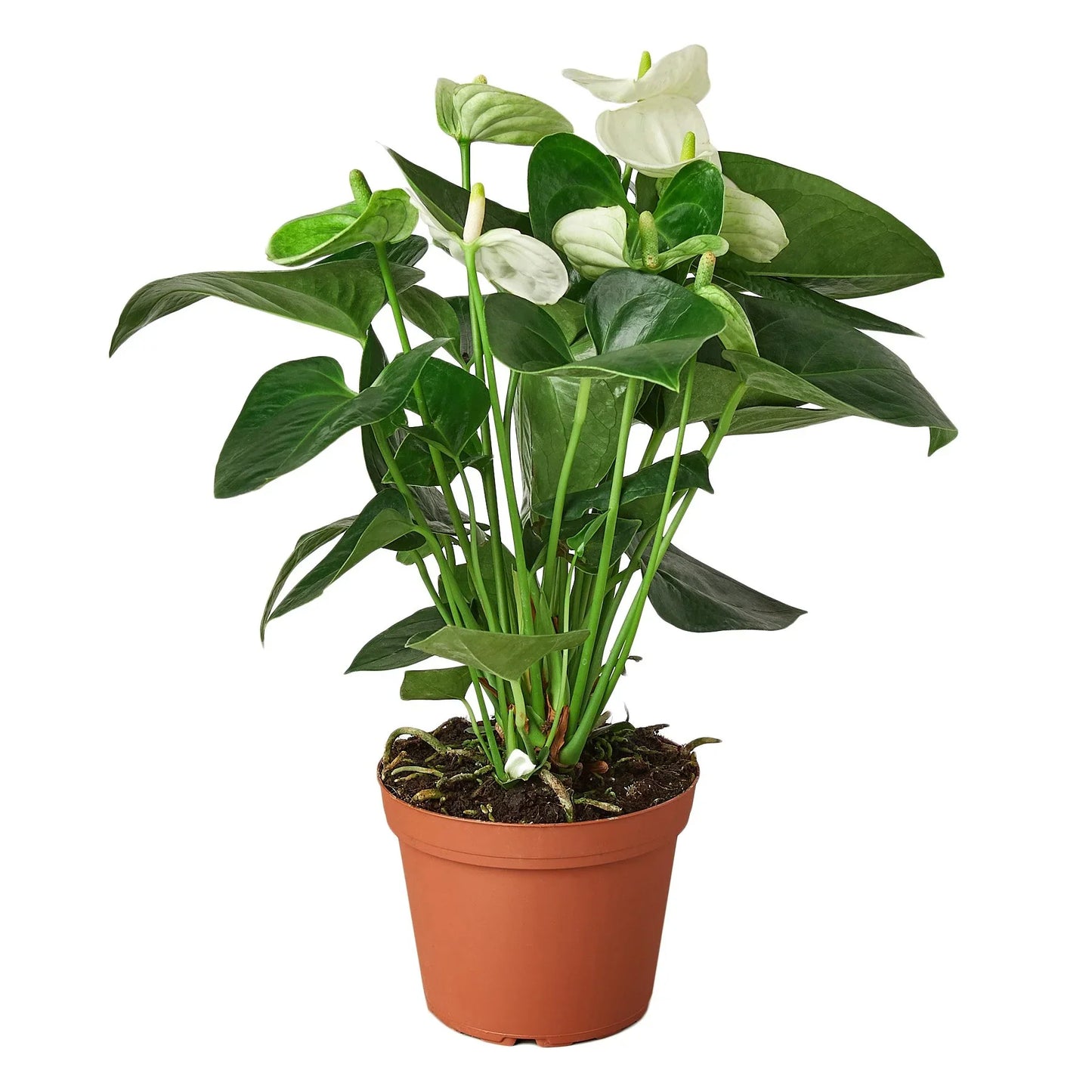 Anthurium 'White'