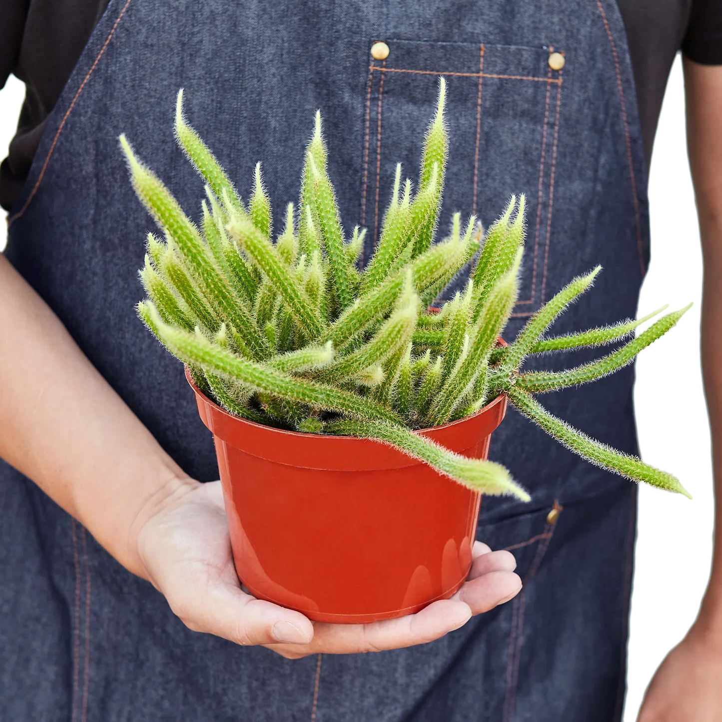 Rat Tail Cactus