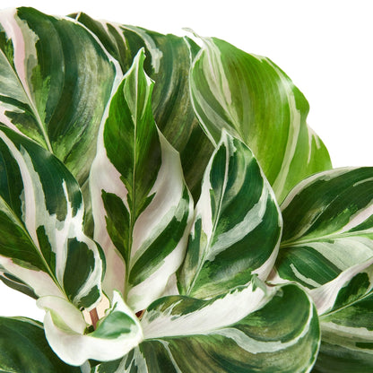 Calathea 'White Fusion'