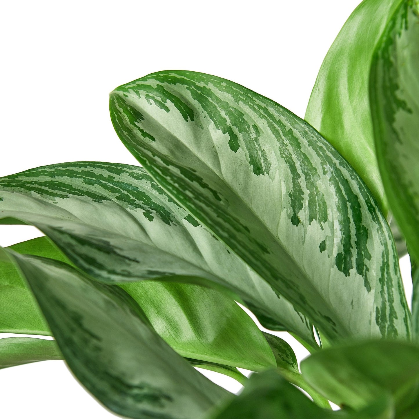 Chinese Evergreen 'Silver Bay'