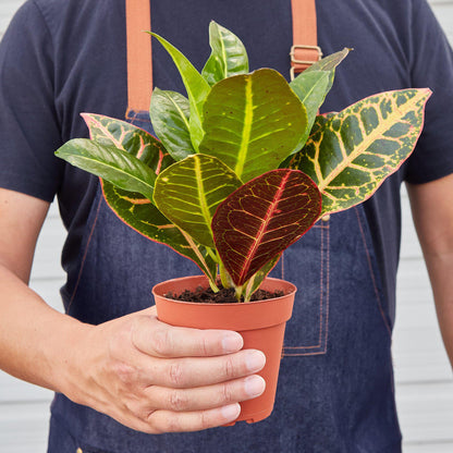 Croton Petra 'Joseph's Coat'