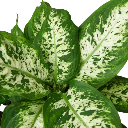 Dieffenbachia 'Tropic Snow'