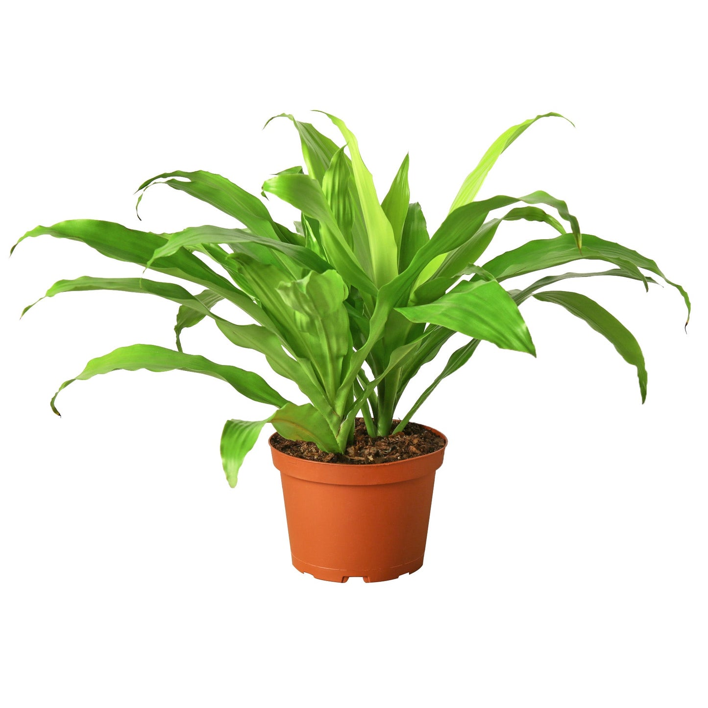 Dracaena 'Lime Light'