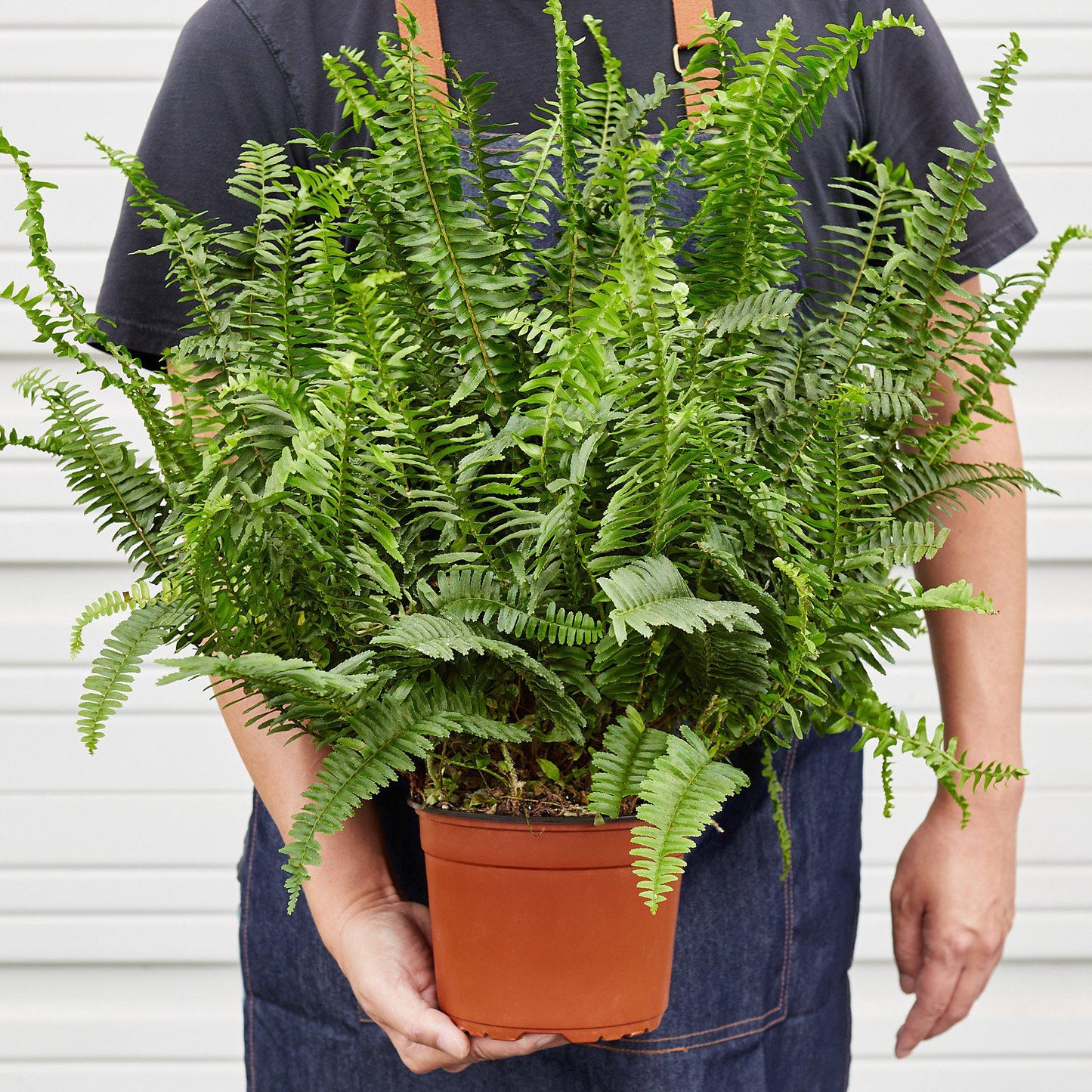 Jester's Crown Fern