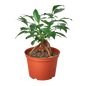 Ficus 'Ginseng'