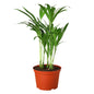 Areca Palm