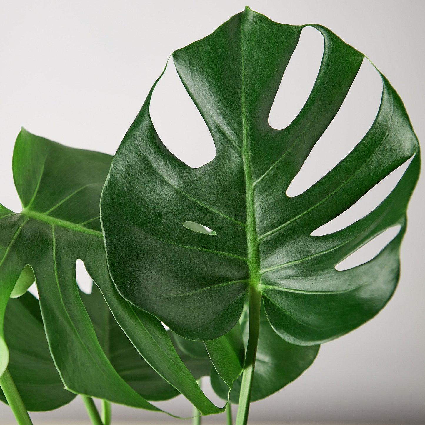 Monstera Deliciosa