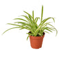 Spider Plant Reverse