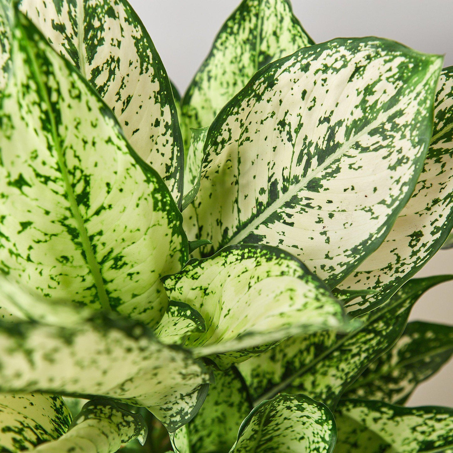 Chinese Evergreen 'First Diamond'