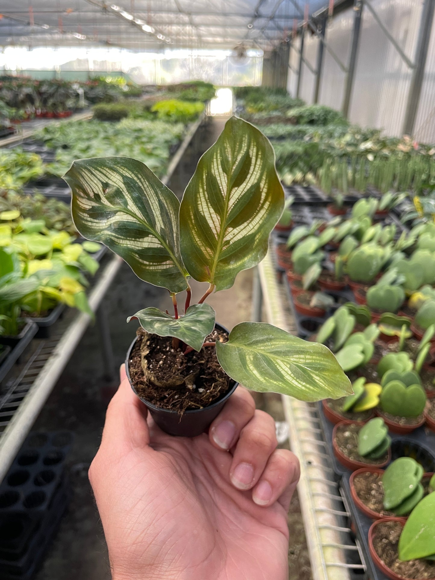 Calathea 'Makoyana'