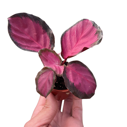 Calathea 'Purple Rose'