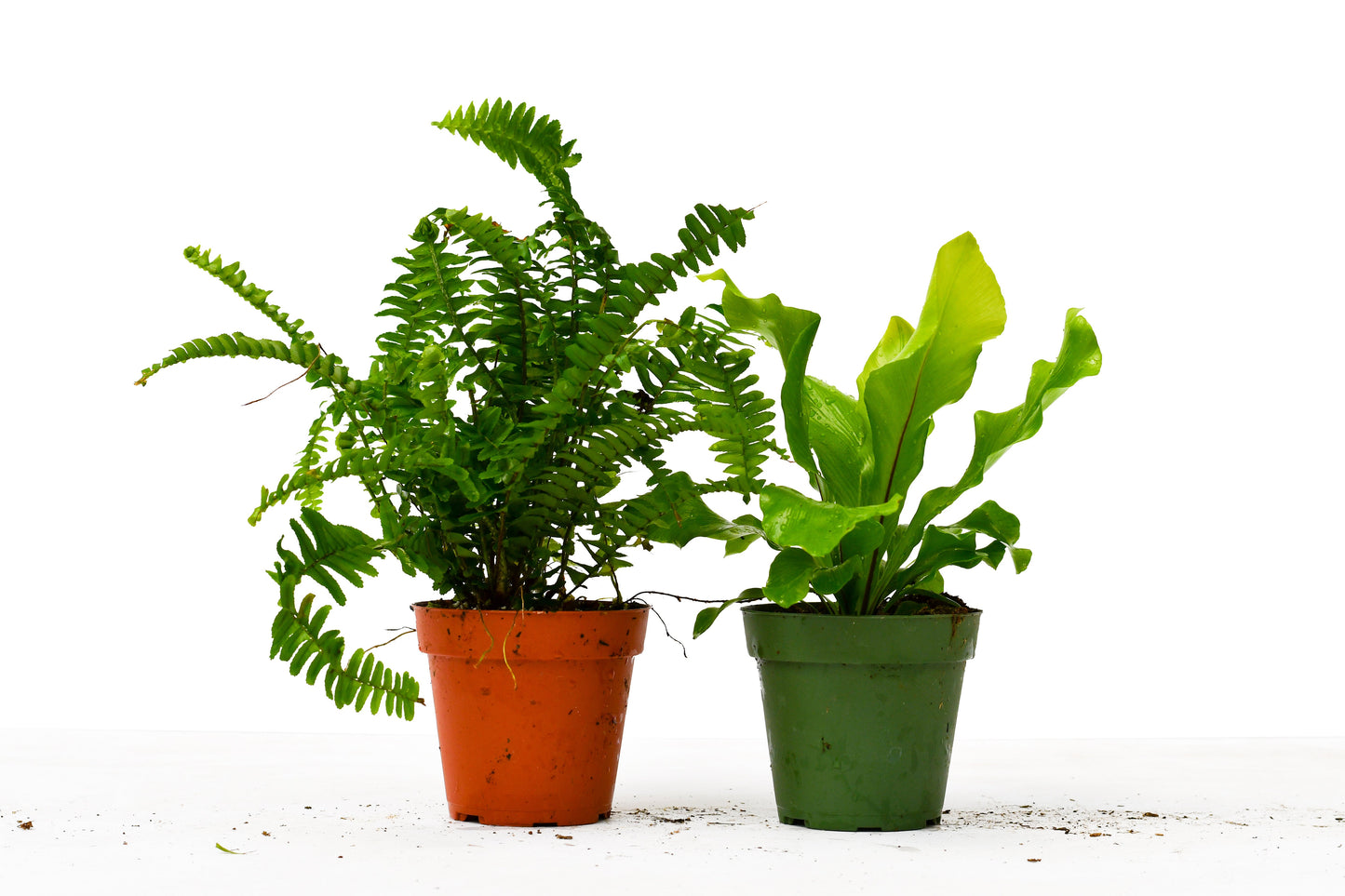 2 Fern Variety Pack - 4" Pot