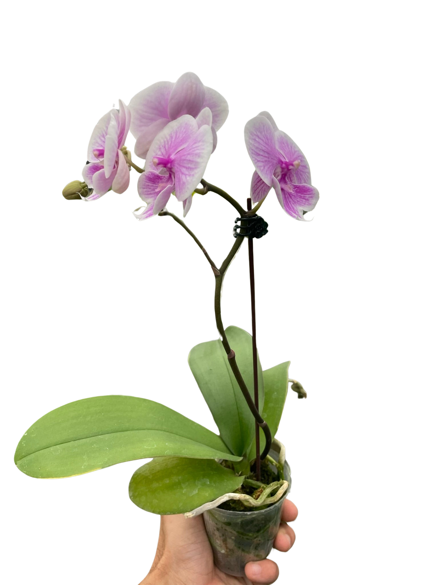 Orchid 'Light Pink Phalaenopsis'