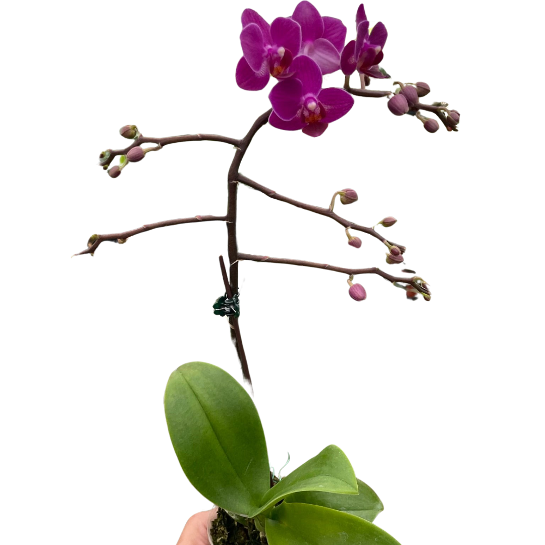 Orchid 'Purple Fucshia Phalaenopsis'