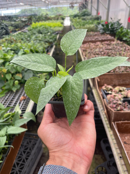 Pothos 'Cebu Blue'