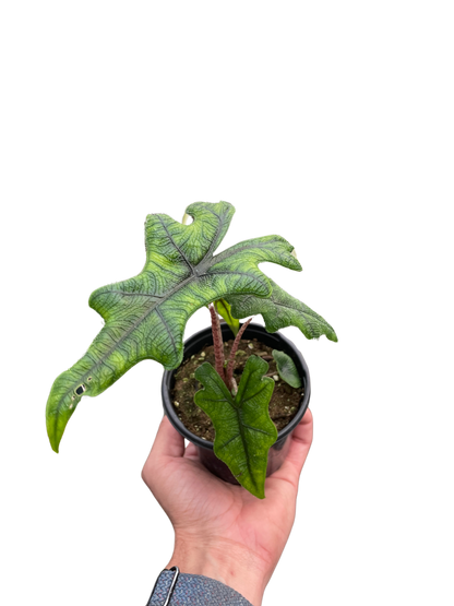 Alocasia 'Jacklyn'