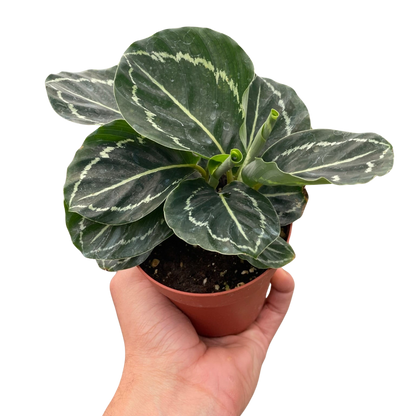 Calathea 'Green Goddess'