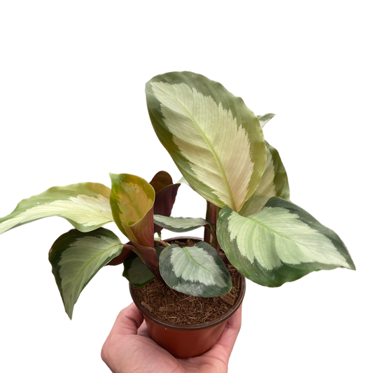 Calathea 'Picturata'