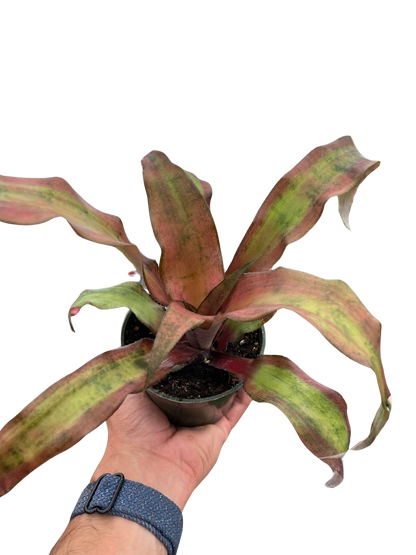 Cryptanthus 'Calypso'