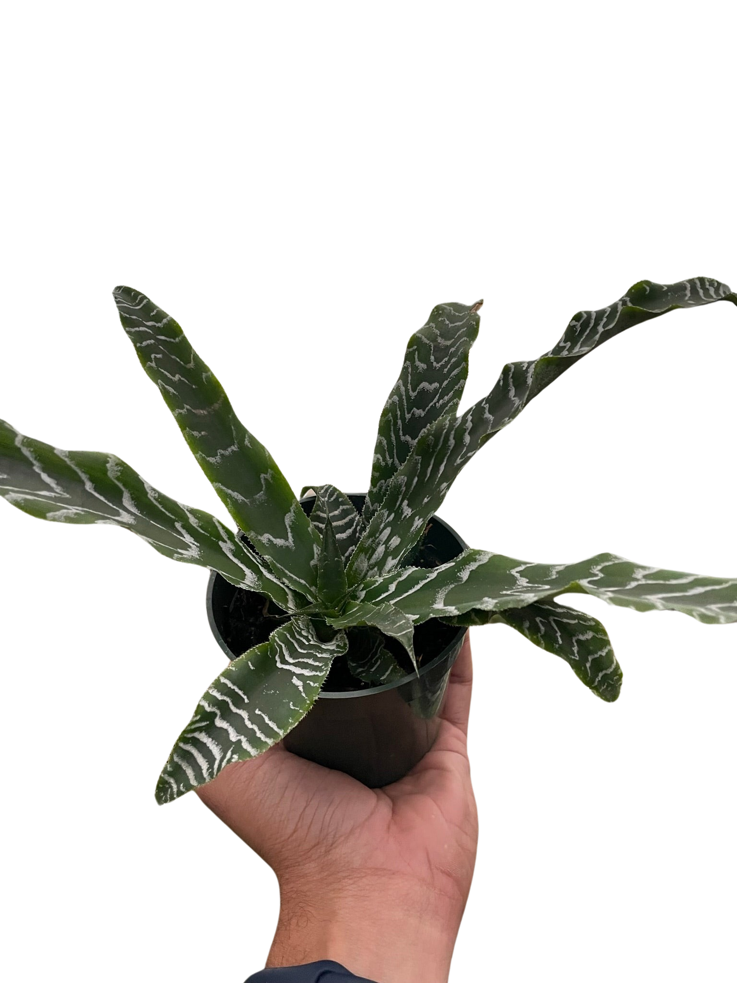 Cryptanthus 'Betty'