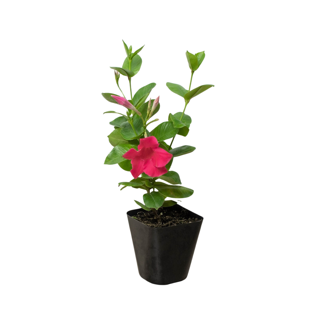 Dipladenia Premier Hot Pink