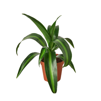 Dracaena 'Massangeana' - 4" Pot