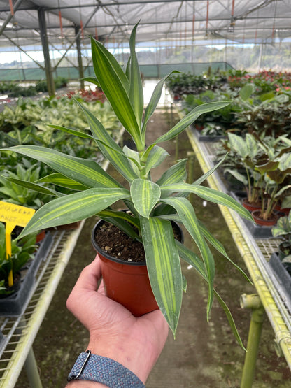 Dracaena 'Song of Jamaica'