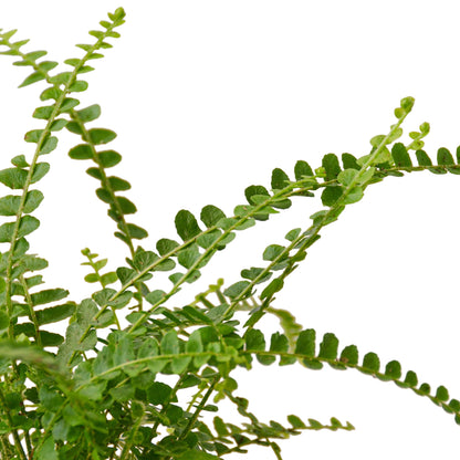 Fern 'Lemon Button'