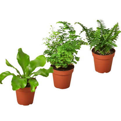 3 Fern Variety Pack - Live Plants - FREE Care Guide - 4" Pot - House Plant