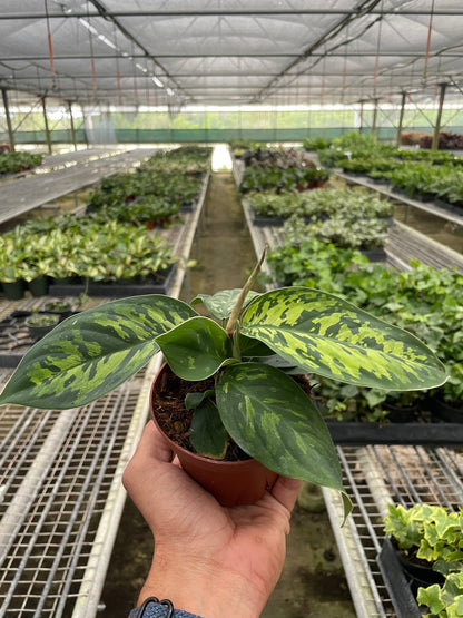 Homalomena 'Camouflage'