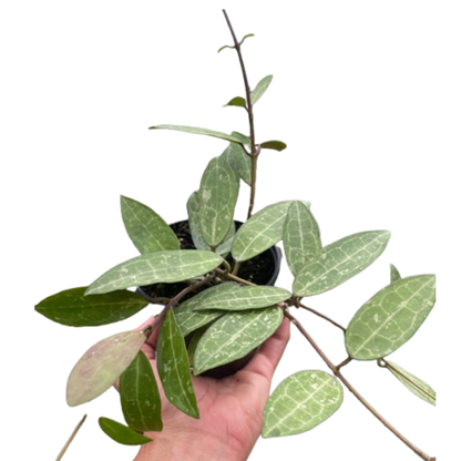 Hoya 'Eliptica'