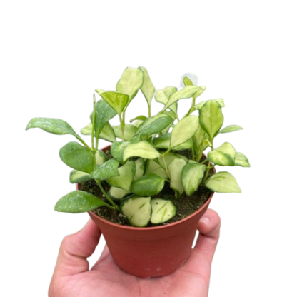 Hoya Heuschkeliana Variegated