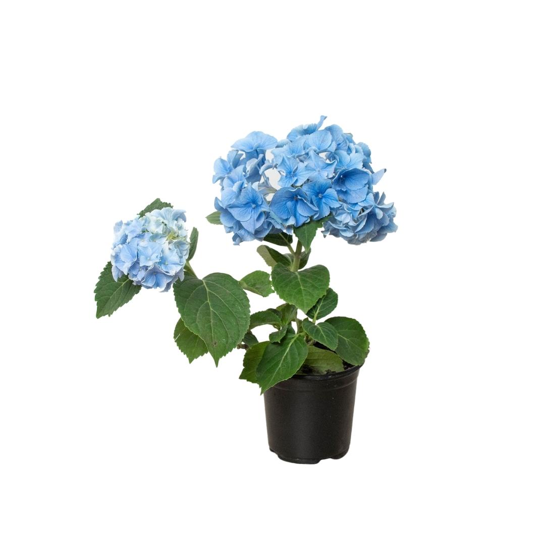 Blue Hydrangea