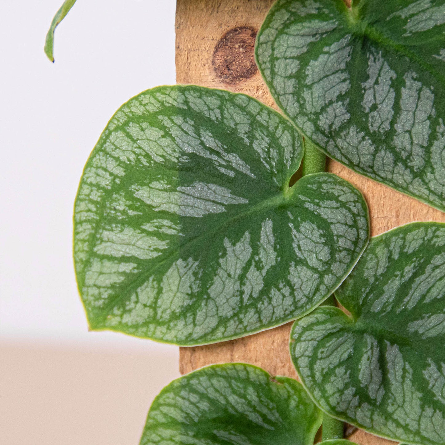 Monstera 'Dubia' (Shingle Plant)