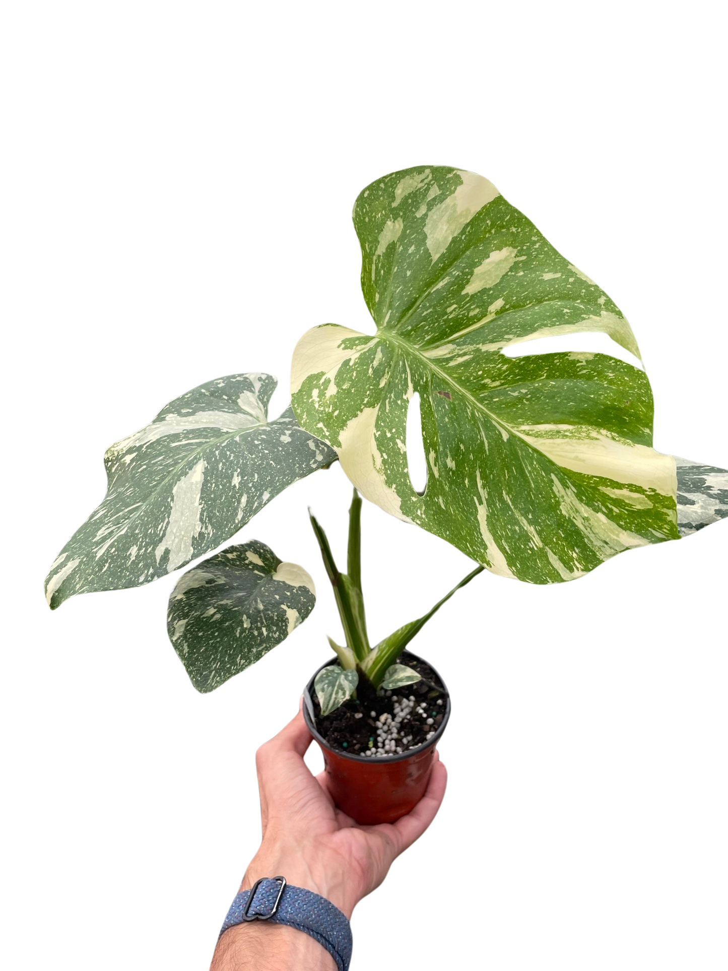 Monstera 'Thai Constellation'