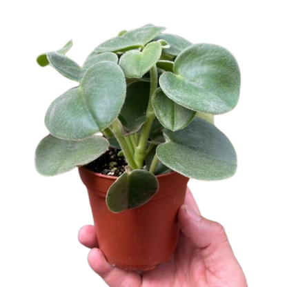 Peperomia 'Felted'