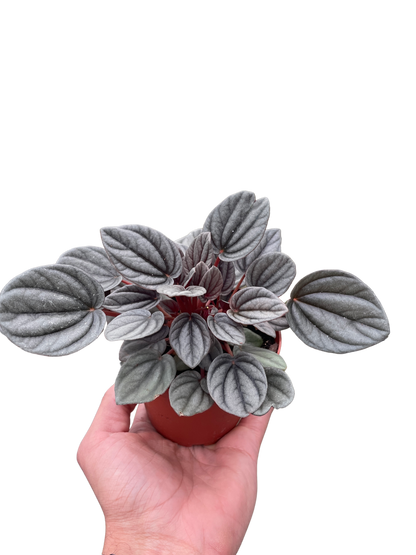 Peperomia 'Mendoza'