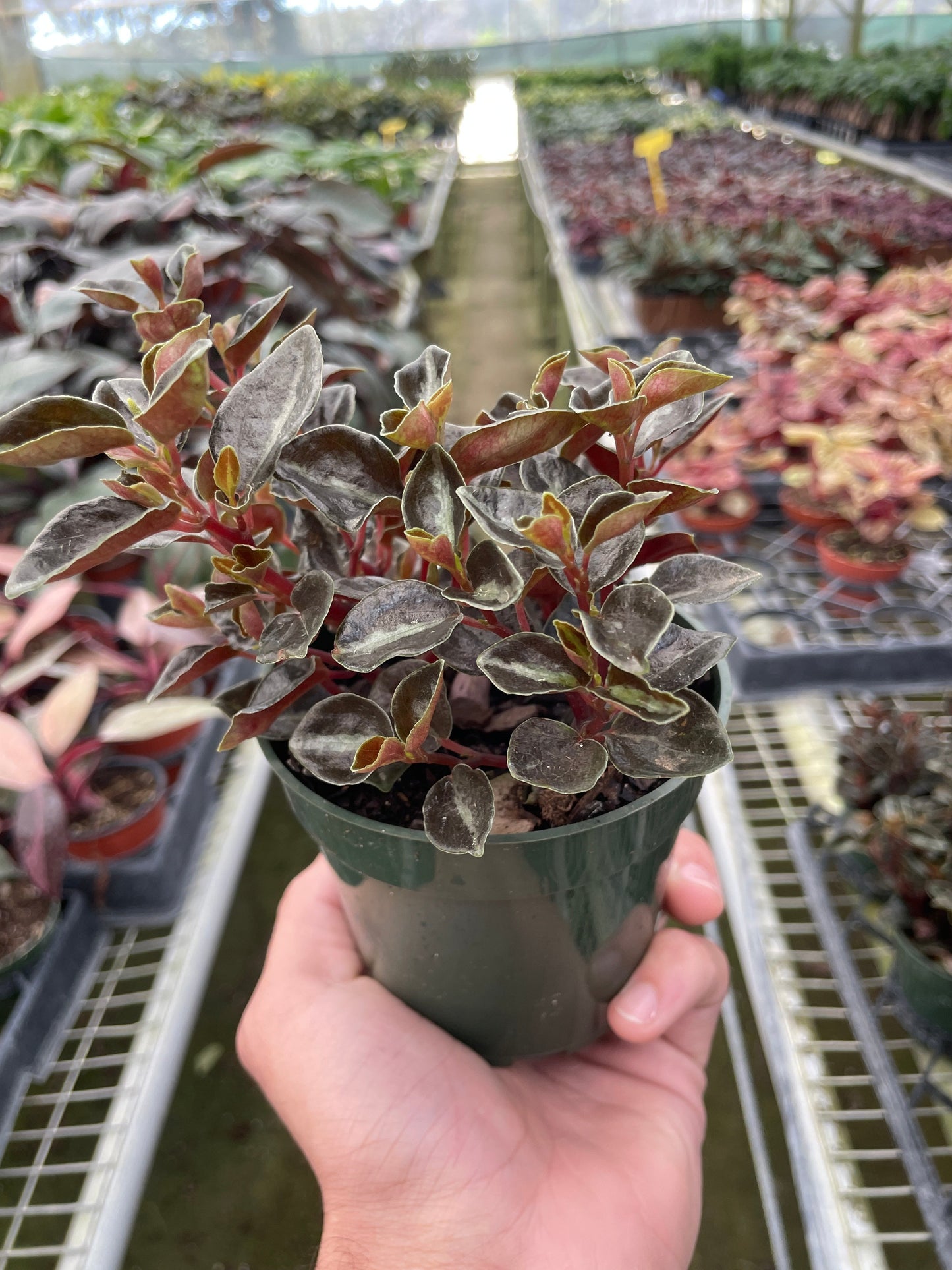 Peperomia 'Metallica'