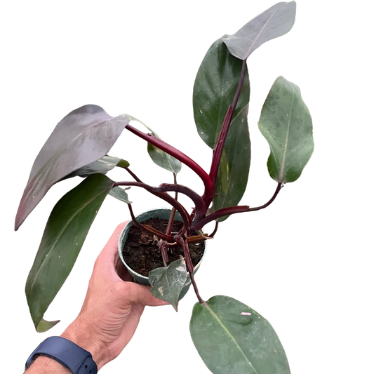 Philodendron 'Burgundy Princess' (Reverted Pink Princess) - B-Grade