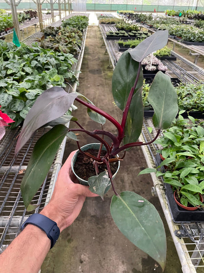 Philodendron 'Burgundy Princess' (Reverted Pink Princess) - B-Grade