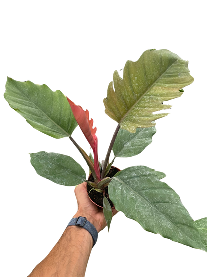 Philodendron Choco Empress