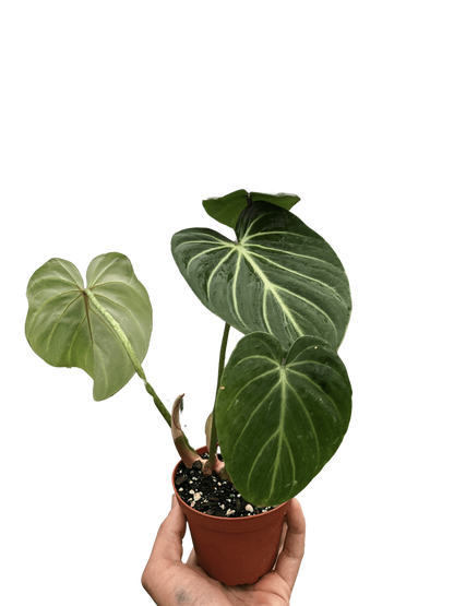 Philodendron Gloriosum