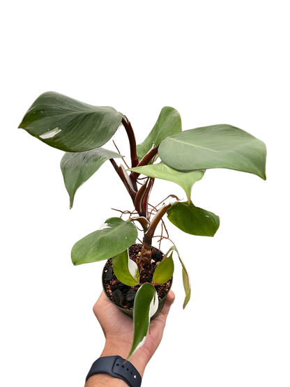 Philodendron 'White Knight'