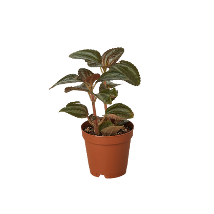 Pilea 'Bronze'