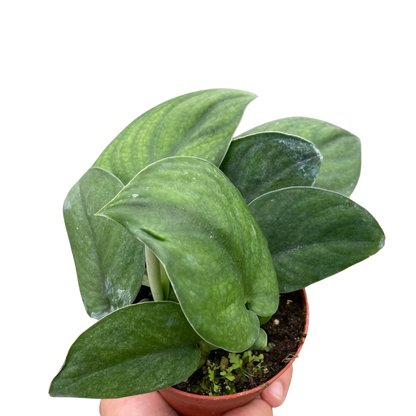 Pothos Jade Satin