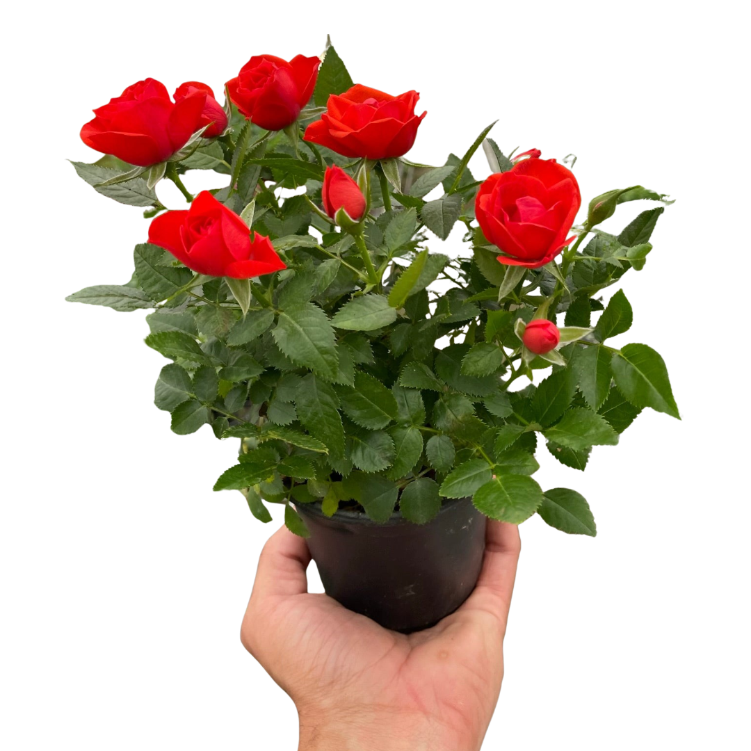 Mini Rose Bush