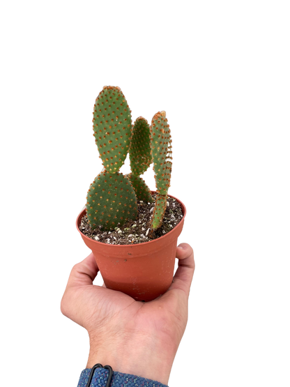 Opuntia 'Microdasys' (Bunny Ear Cactus)